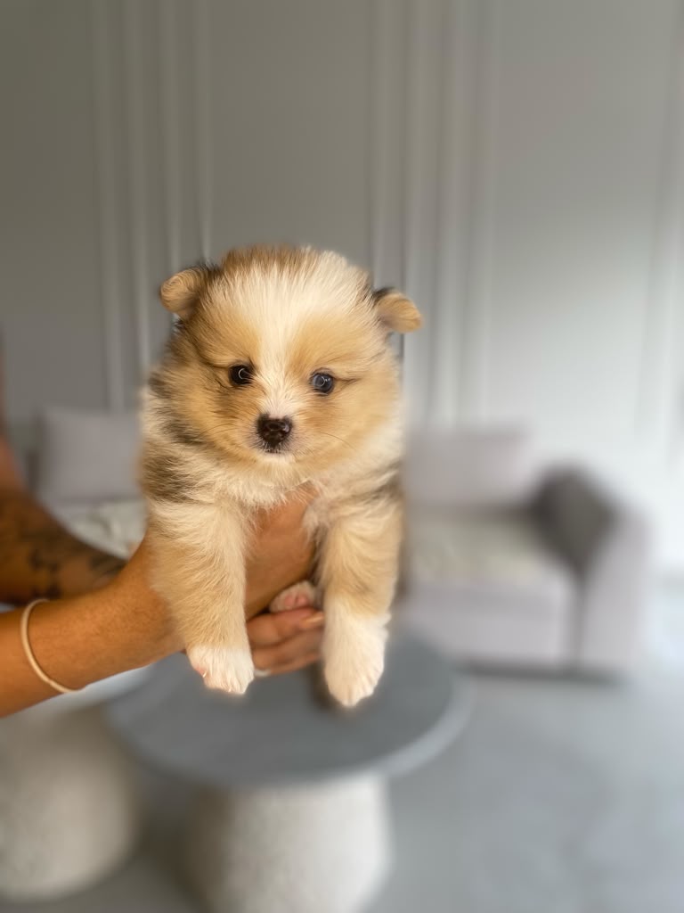 Cachorro de pelaje crema sostenido con cuidado frente a un sofá